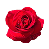 Cupid Flowers (Female)<br>
