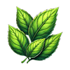 Coca Leaves<br>
