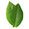 Tobacco leaves<br>