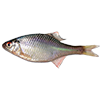 European bitterling<br>