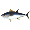 Atlantic bluefin tuna<br>