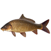 Common carp<br>