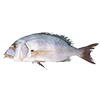 Common dentex<br>