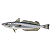 European Hake<br>