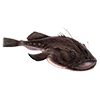 Monkfish<br>