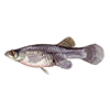 Eastern mosquitofish<br>