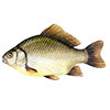 Prussian carp<br>