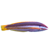 Mediterranean rainbow wrasse<br>
