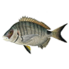 Sparus<br>
