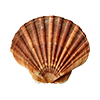 Shell<br>